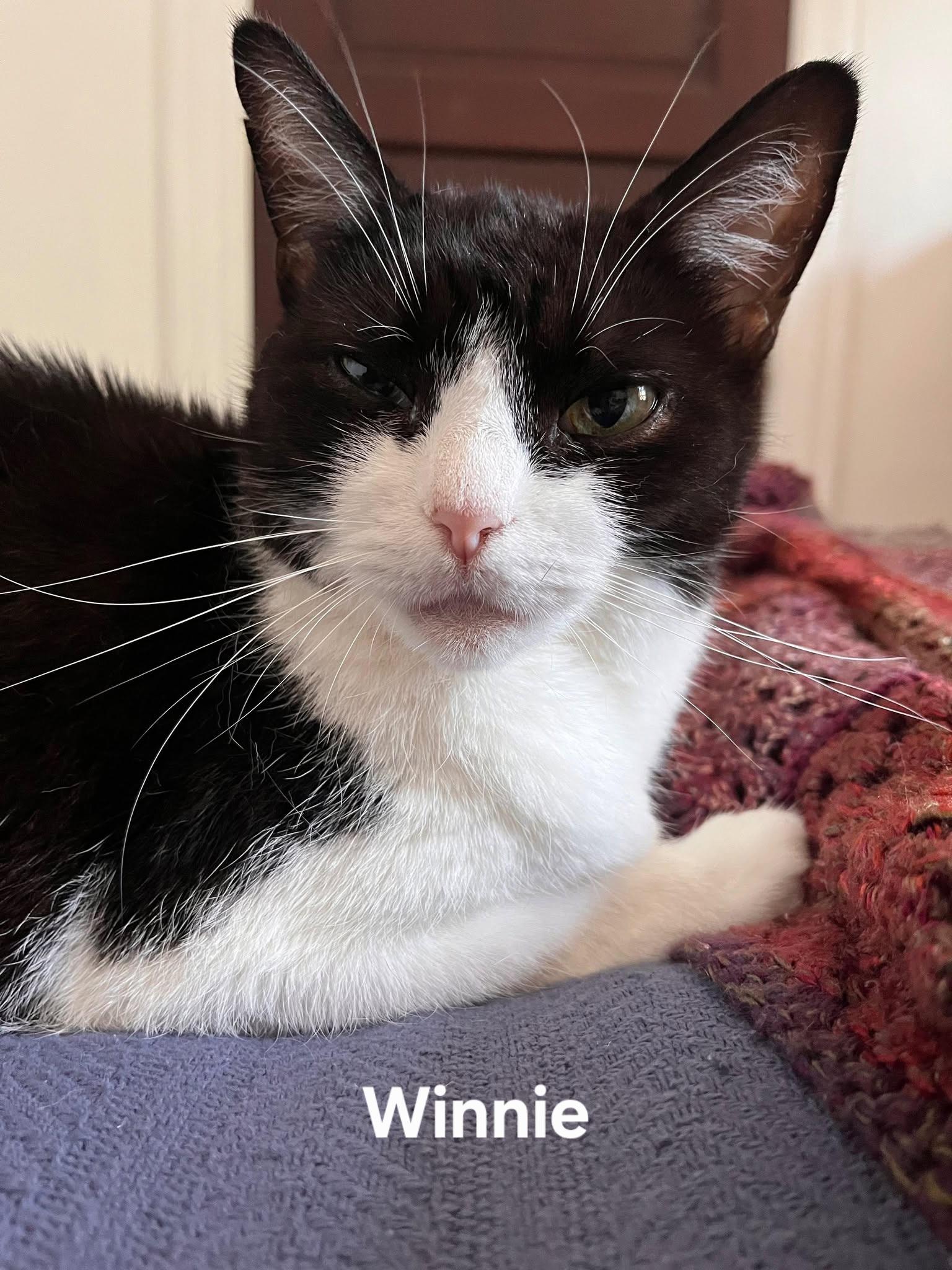 Winnie, a ADOPTABLE Domestic Short Hair in Chicopee, MA image 2/6