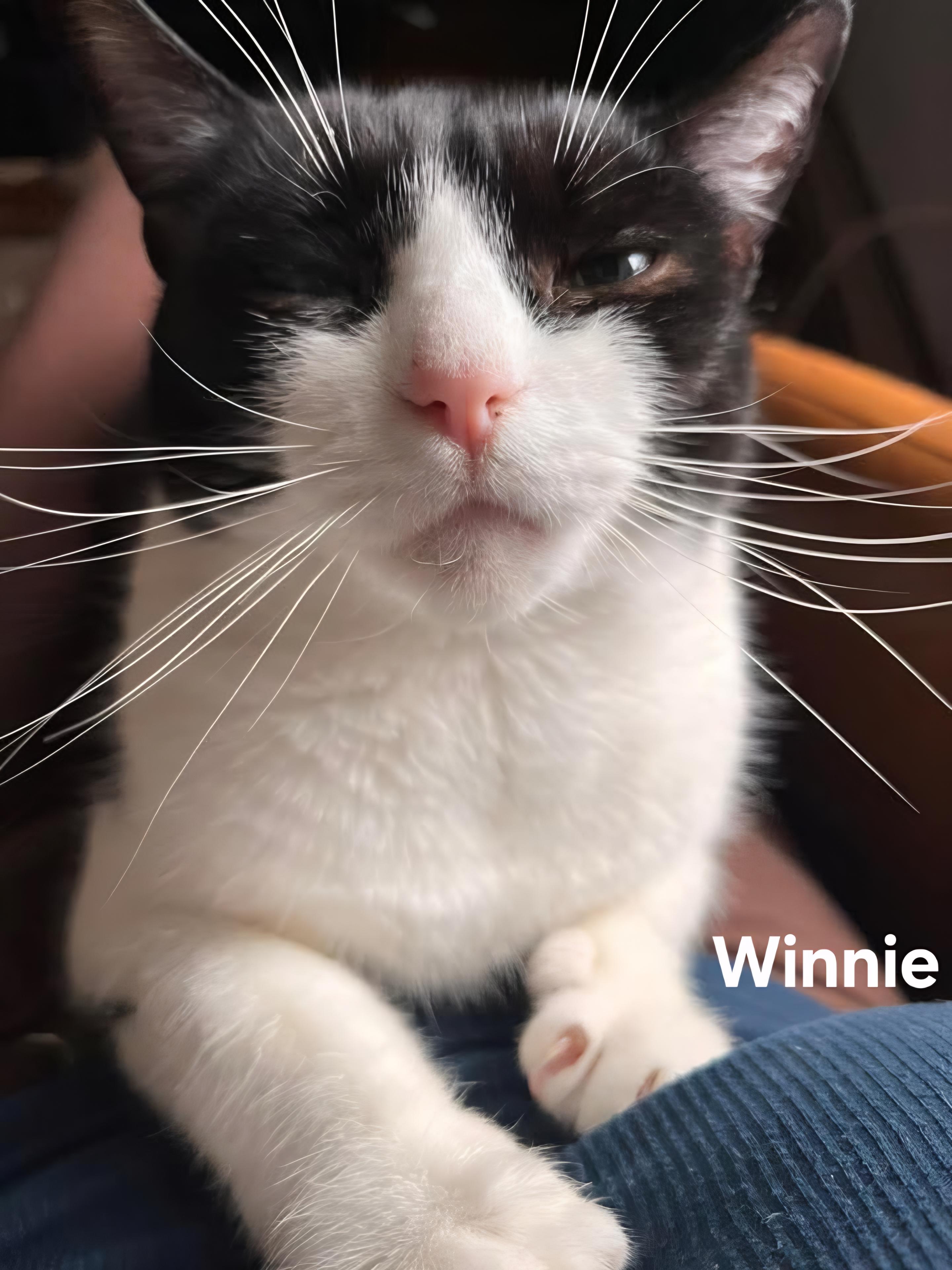 Winnie, ADOPTABLE, Young Female Domestic Short Hair.