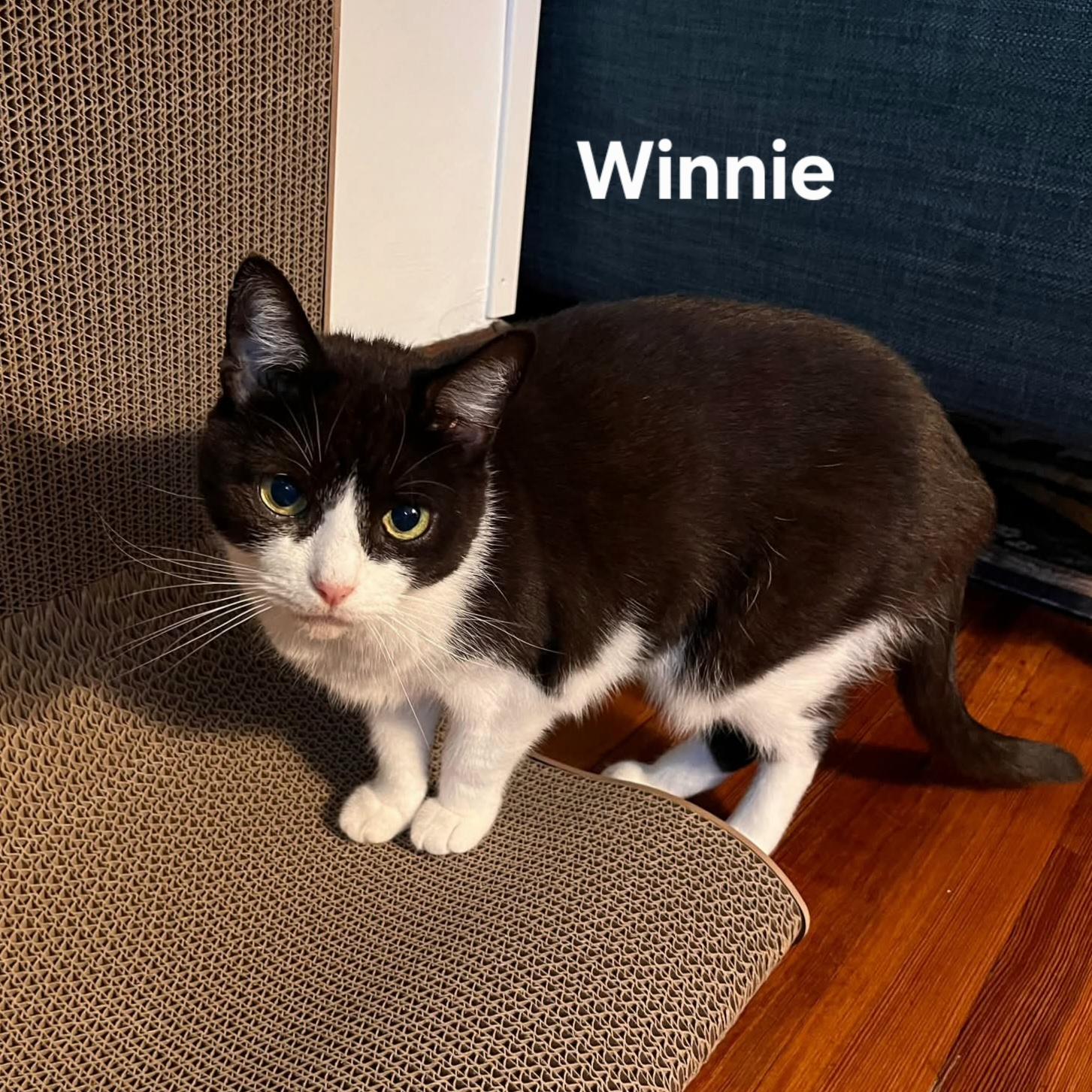 Enlarge Winnie FALL ADOPTION SPECIAL, a Adoptable Domestic Short Hair in Chicopee, MA image 5/5