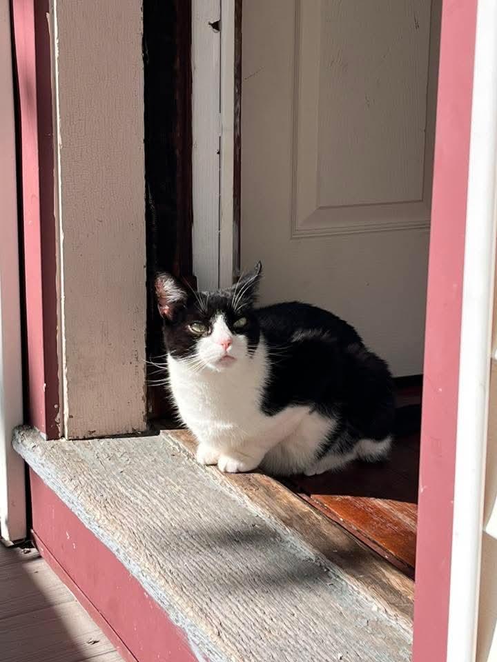 Enlarge Winnie, a ADOPTABLE Domestic Short Hair in Chicopee, MA image 3/3