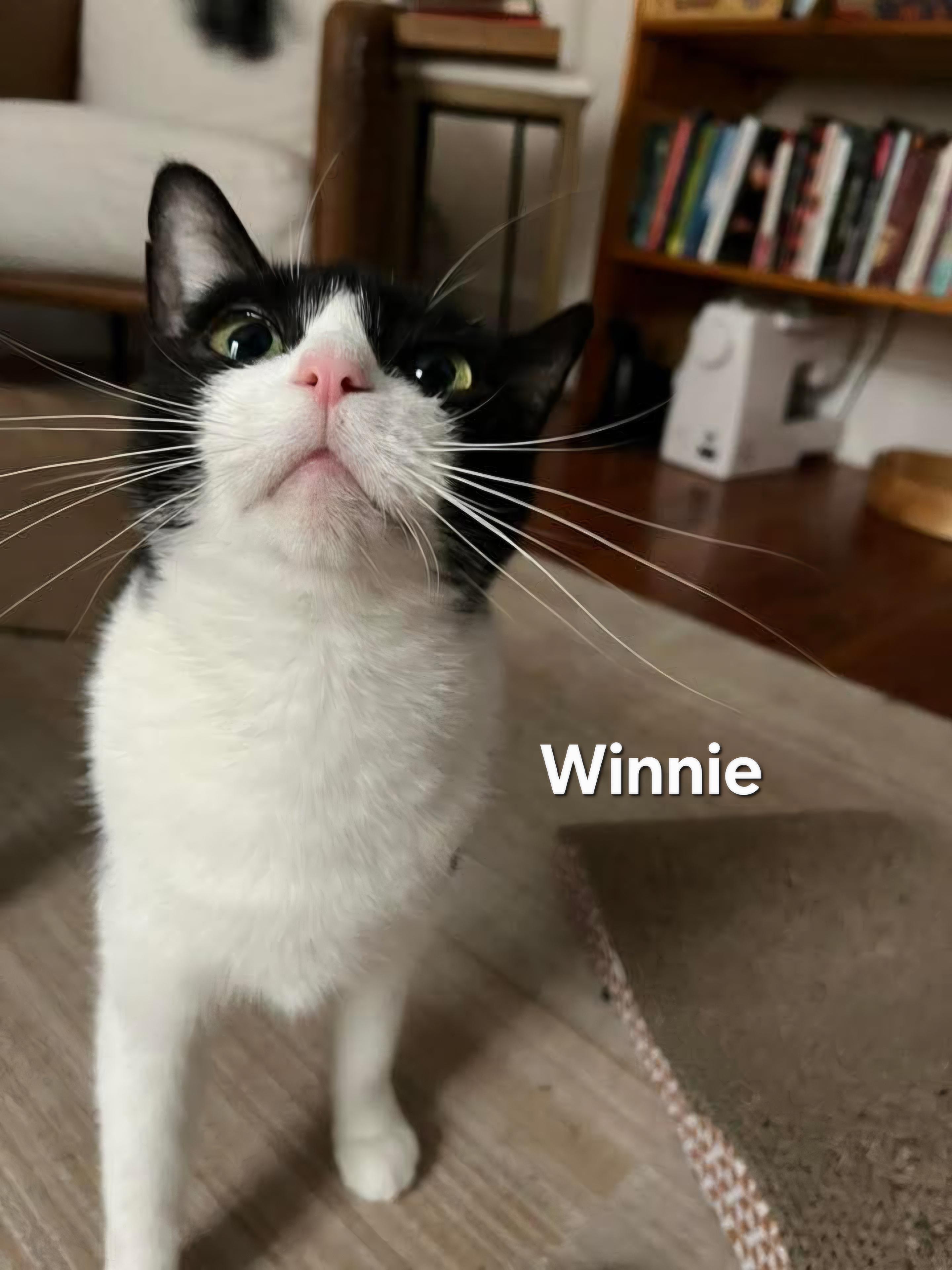Winnie, ADOPTABLE, Young Female Domestic Short Hair.