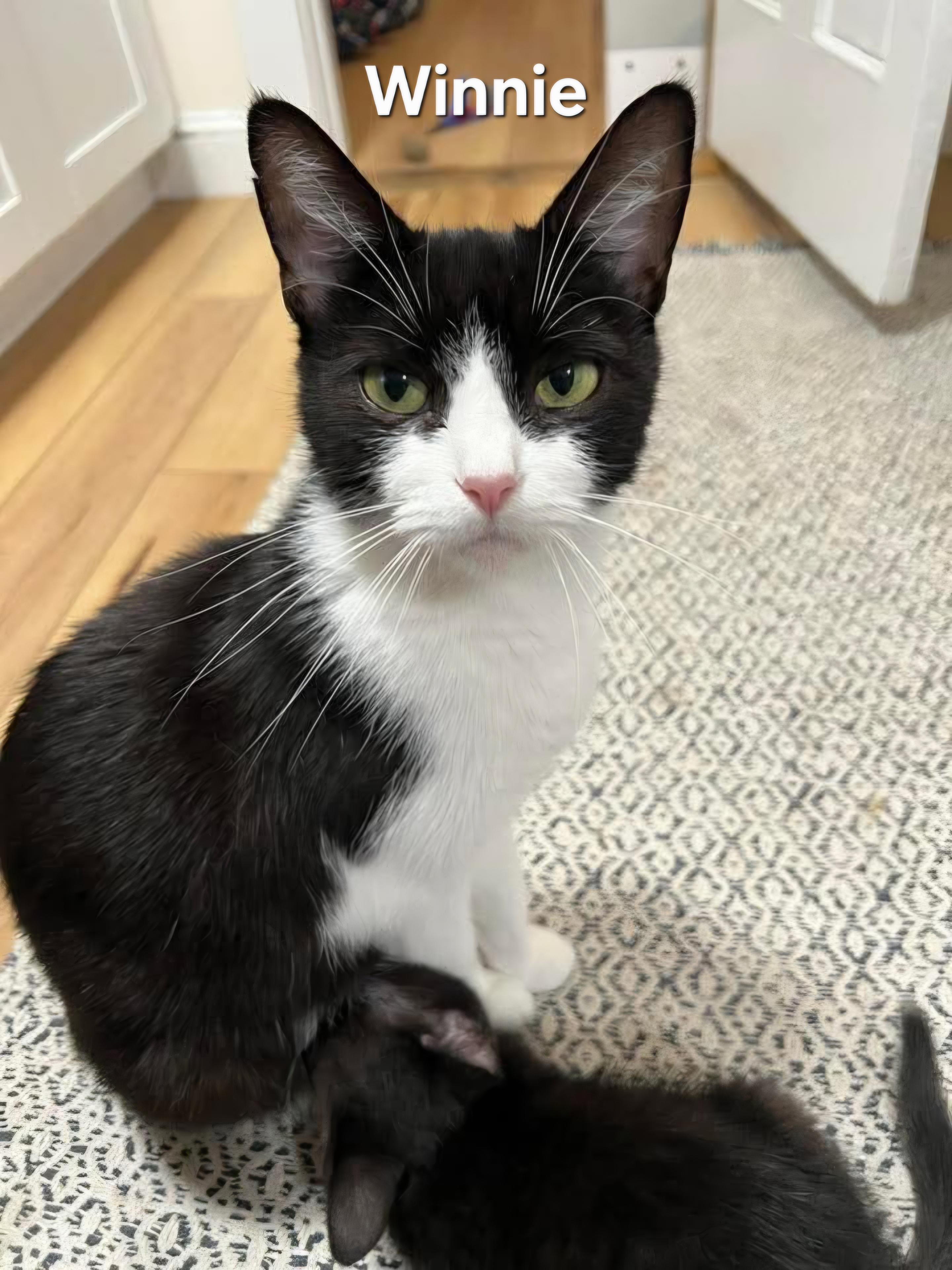 Enlarge Winnie, a ADOPTABLE Domestic Short Hair in Chicopee, MA image 2/2