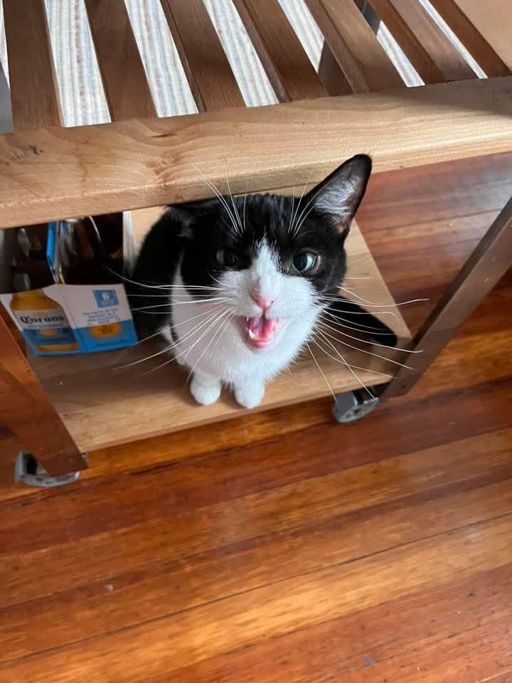 Enlarge Winnie, a ADOPTABLE Domestic Short Hair in Chicopee, MA image 2/3
