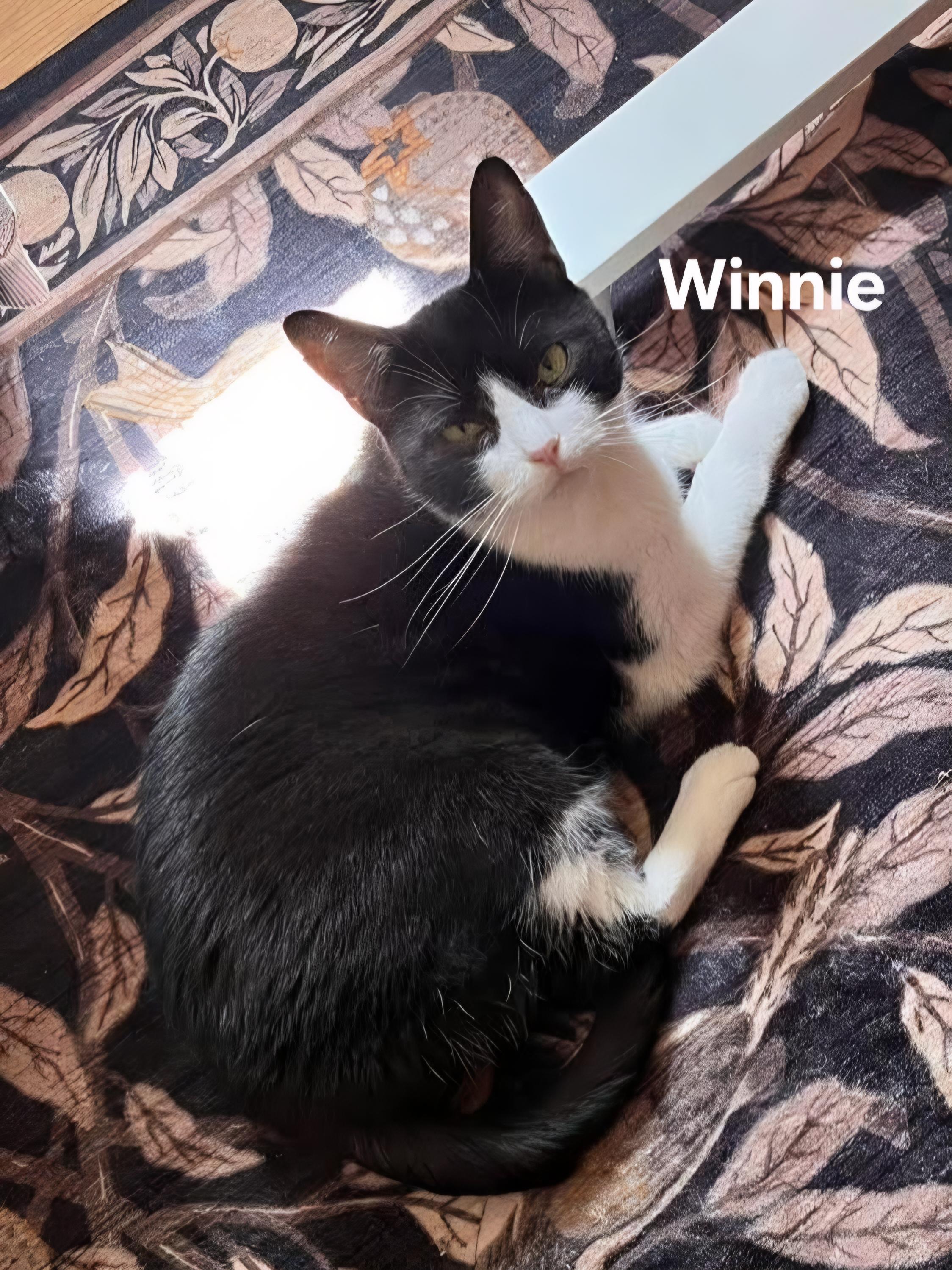 Winnie, ADOPTABLE, Young Female Domestic Short Hair.