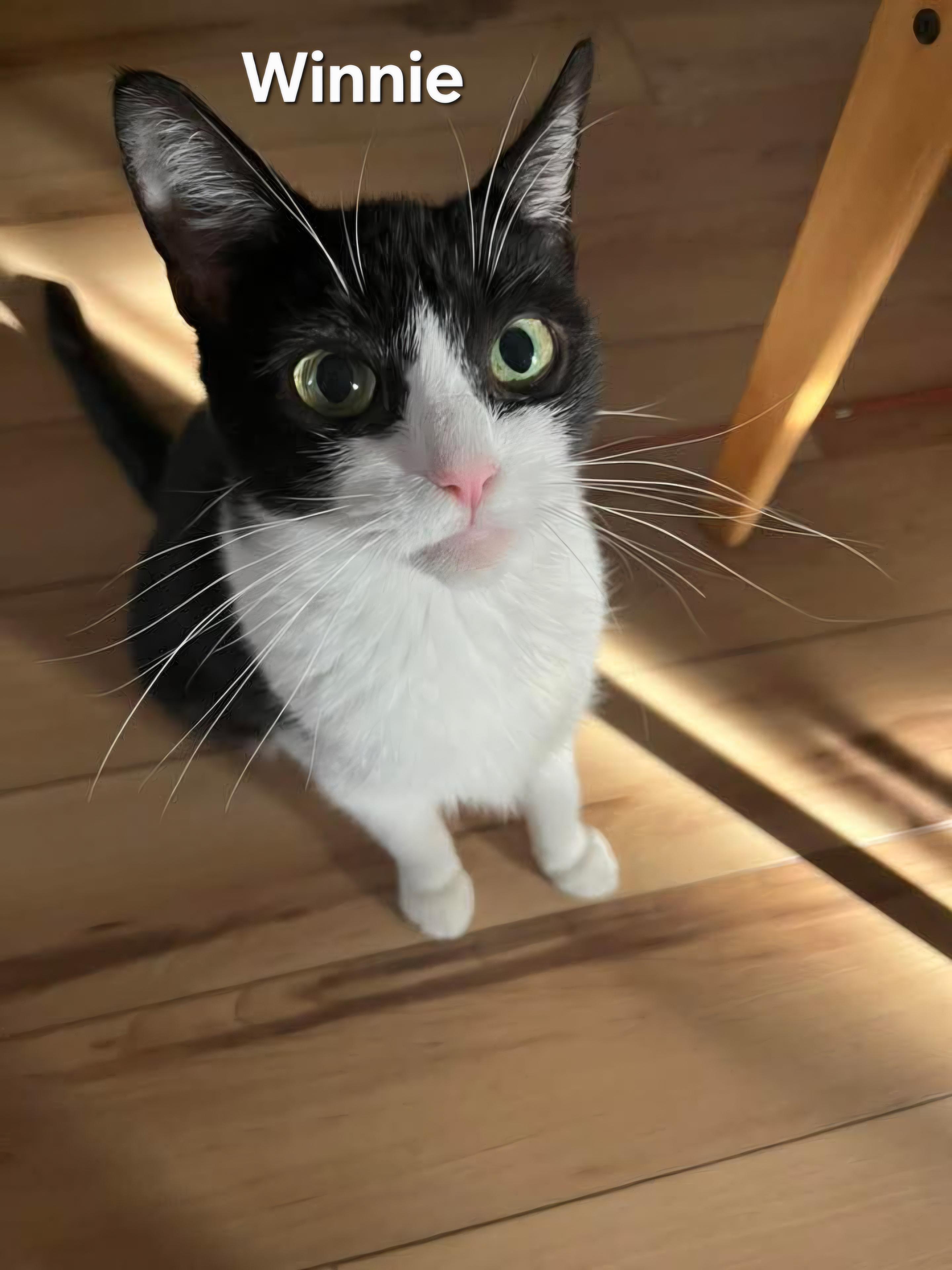 Enlarge Winnie, a ADOPTABLE Domestic Short Hair in Chicopee, MA image 1/2