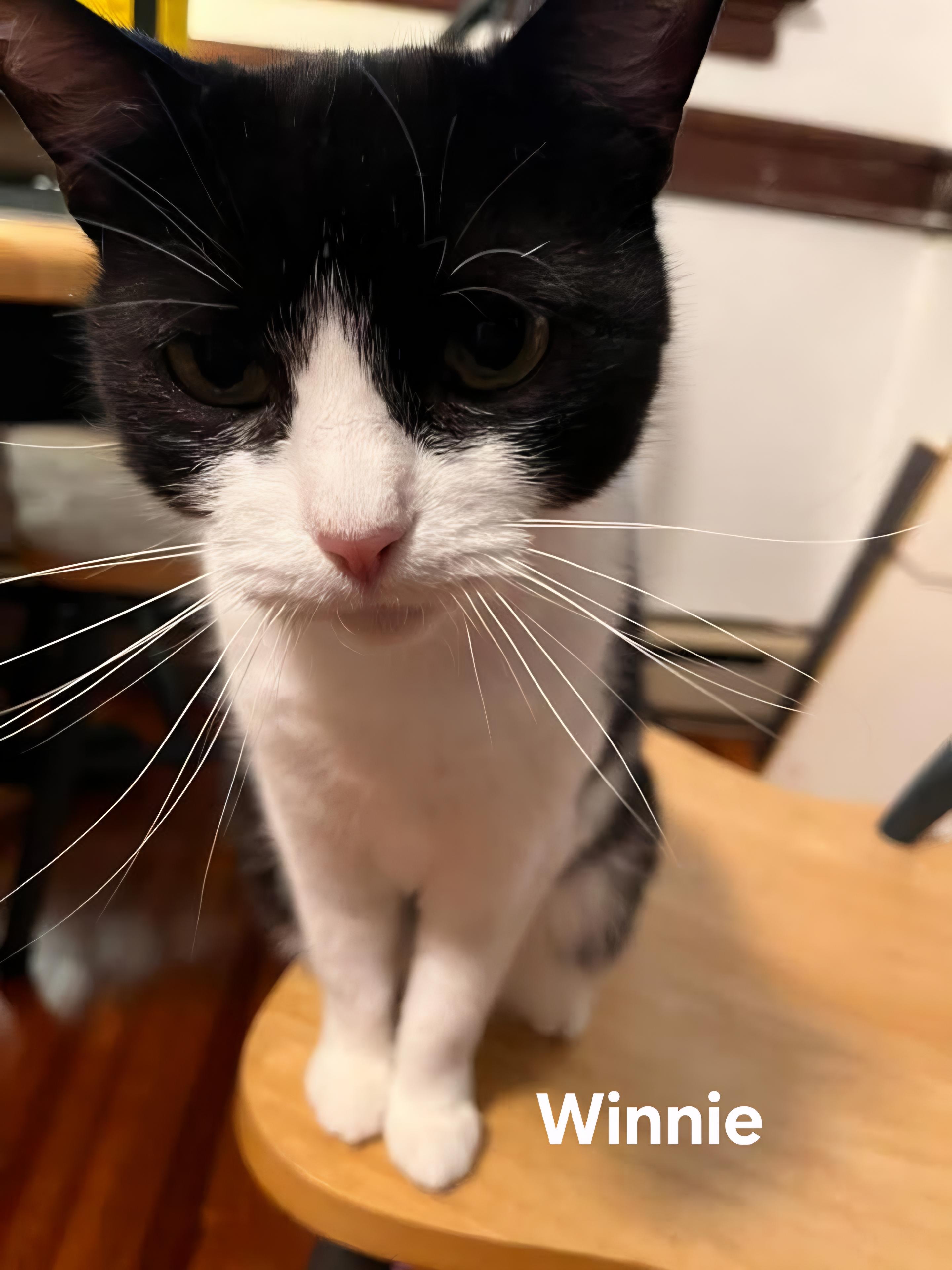 Enlarge Winnie, a ADOPTABLE Domestic Short Hair in Chicopee, MA image 1/2