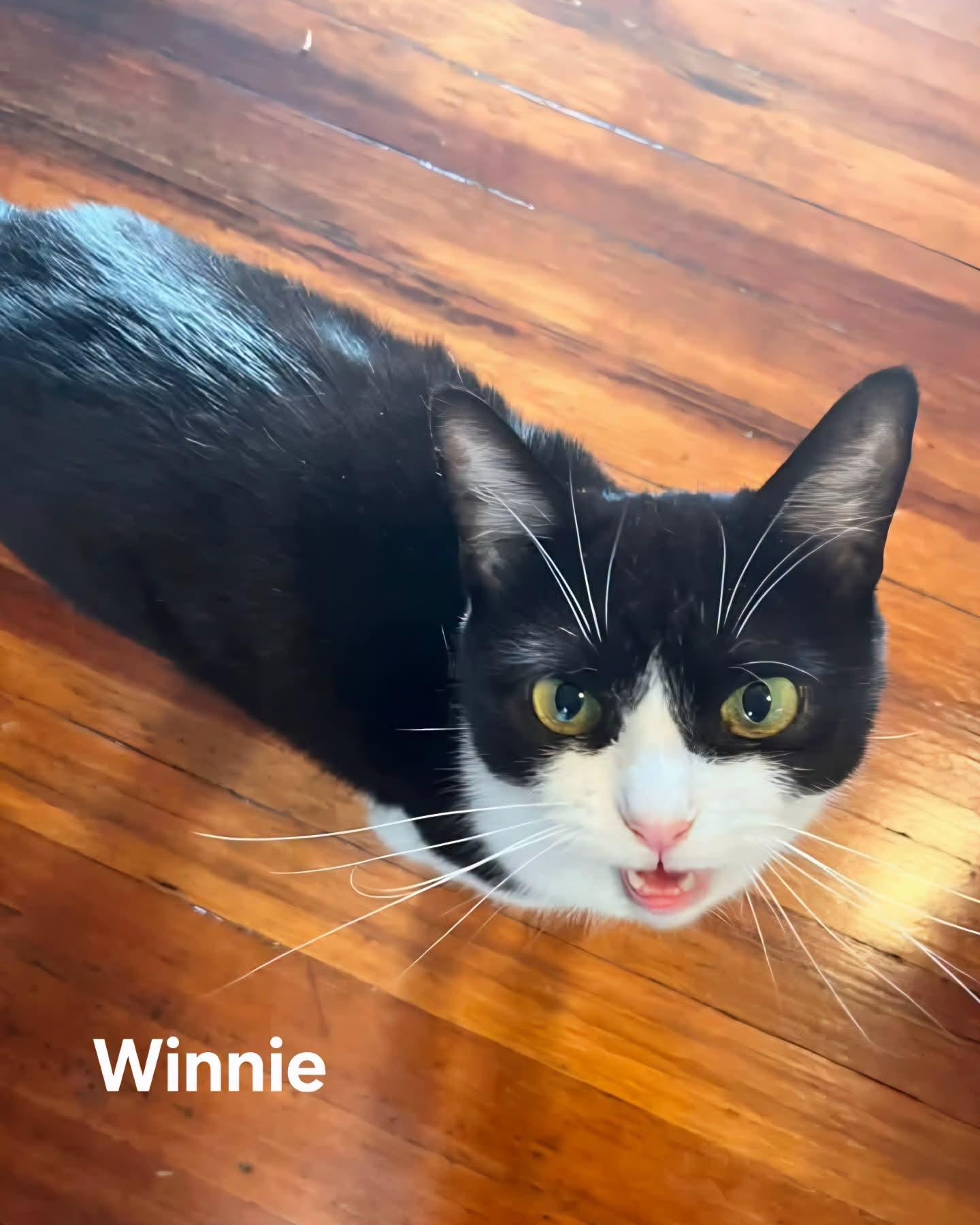 Winnie, a ADOPTABLE Domestic Short Hair in Chicopee, MA image 4/6