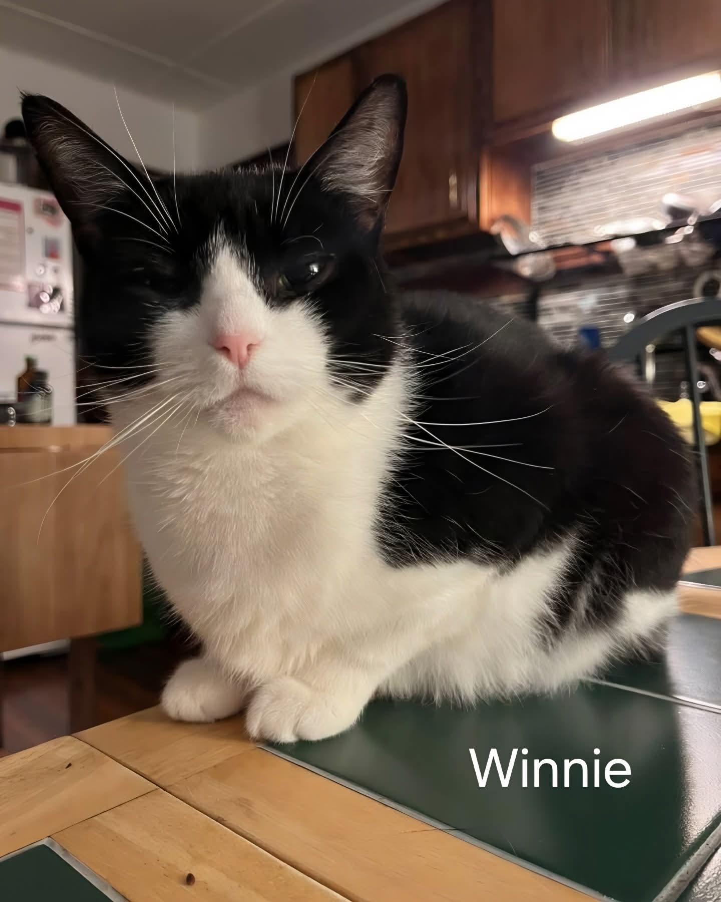 Winnie, ADOPTABLE, Young Female Domestic Short Hair.