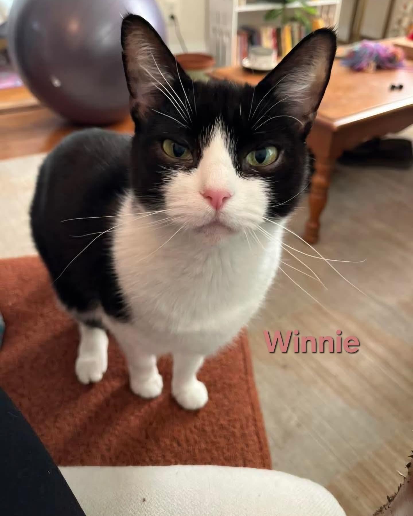 Enlarge Winnie, a ADOPTABLE Domestic Short Hair in Chicopee, MA image 1/3