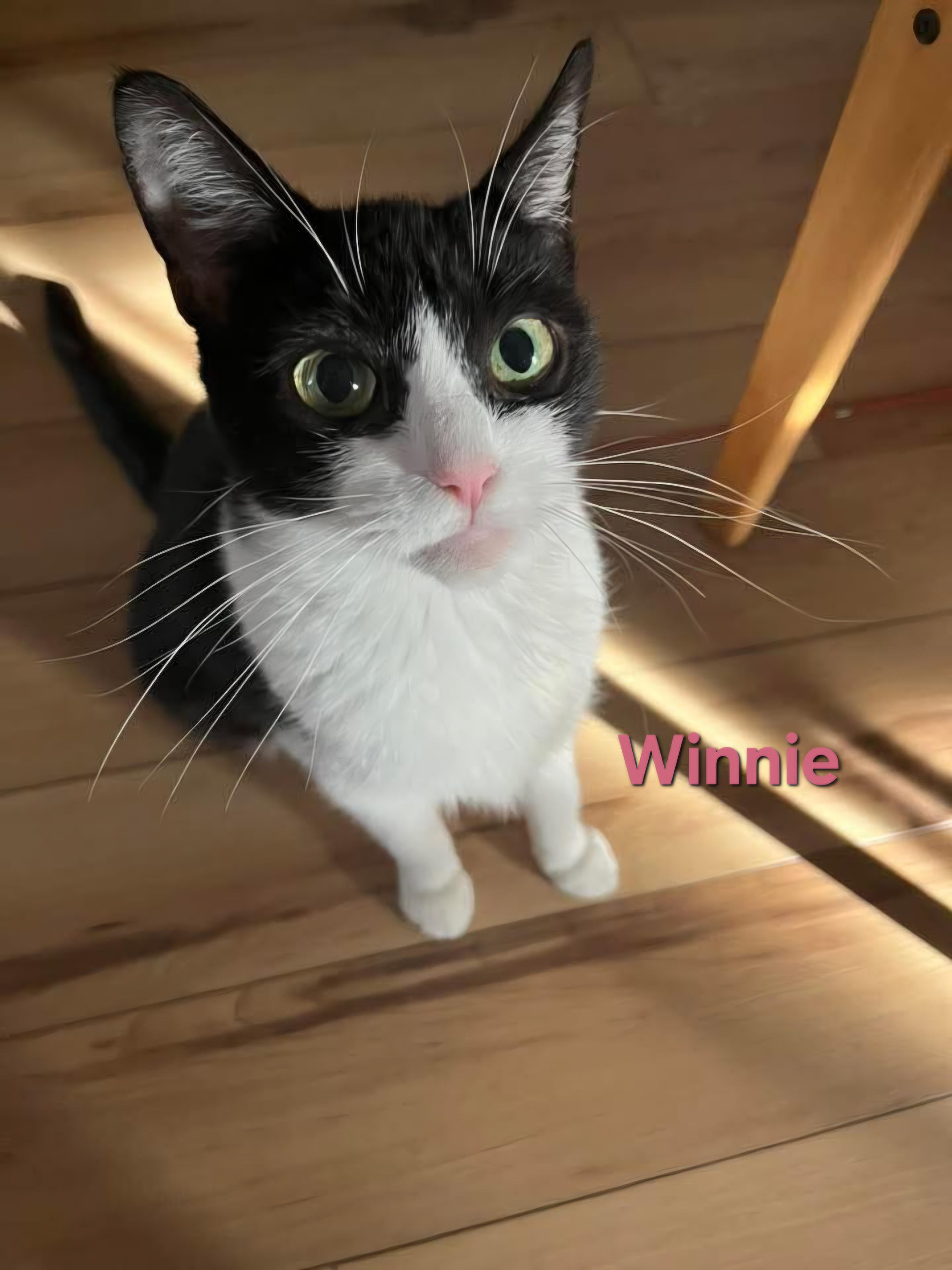 Enlarge Winnie, a ADOPTABLE Domestic Short Hair in Chicopee, MA image 3/3