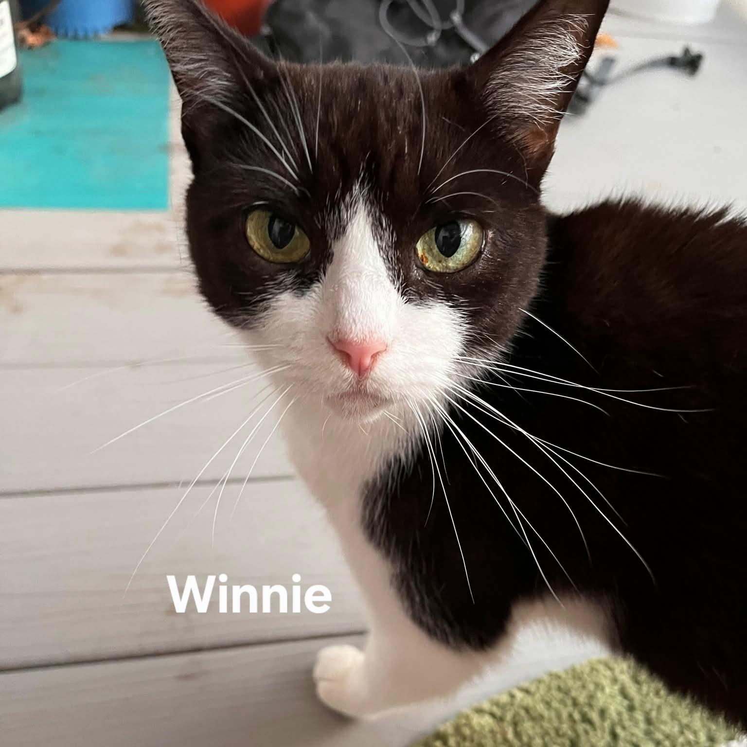 Enlarge Winnie FALL ADOPTION SPECIAL, a Adoptable Domestic Short Hair in Chicopee, MA image 2/5