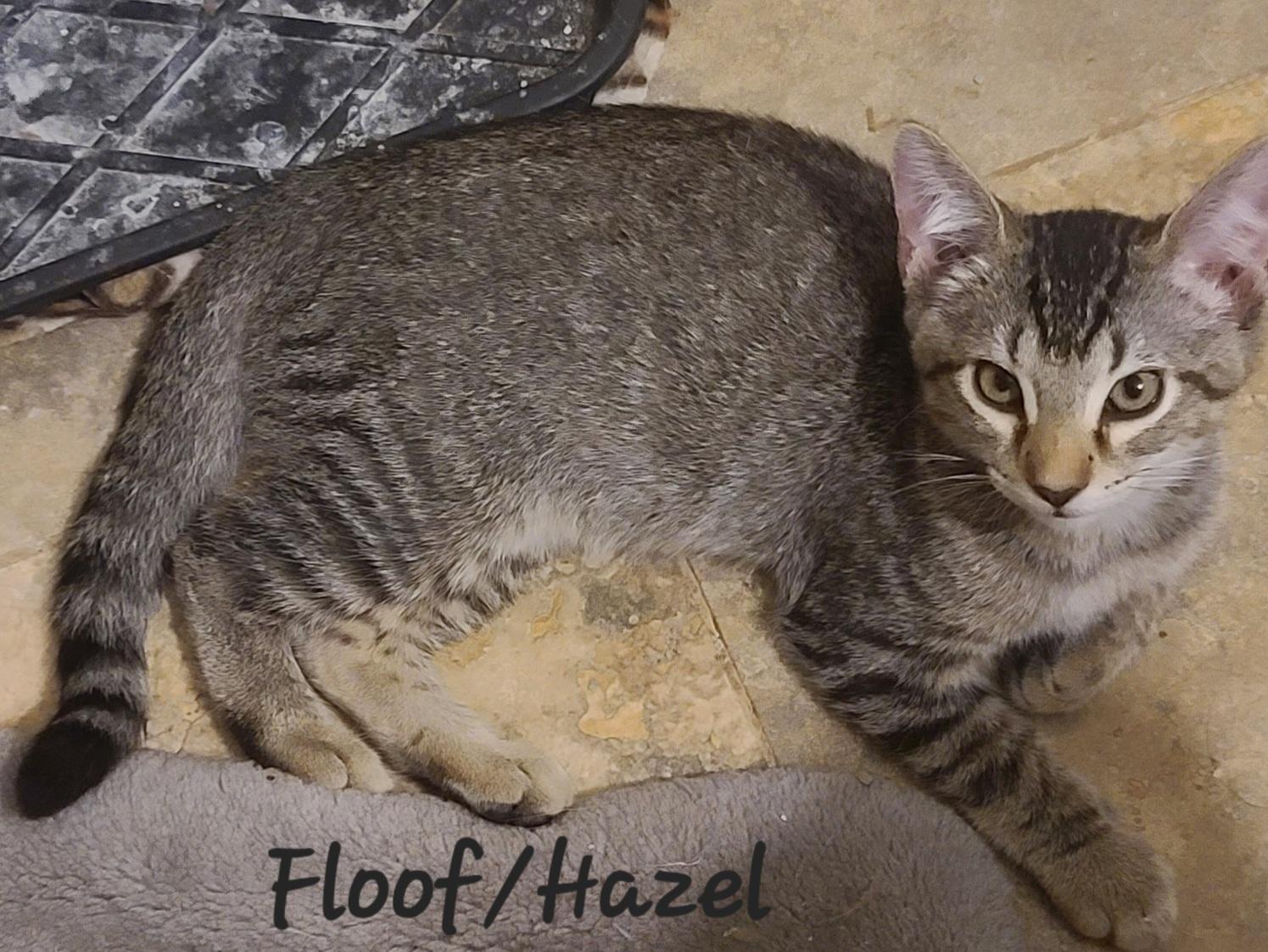 Hazel, a Adoptable mixed breed in Tucson, AZ image 2/2