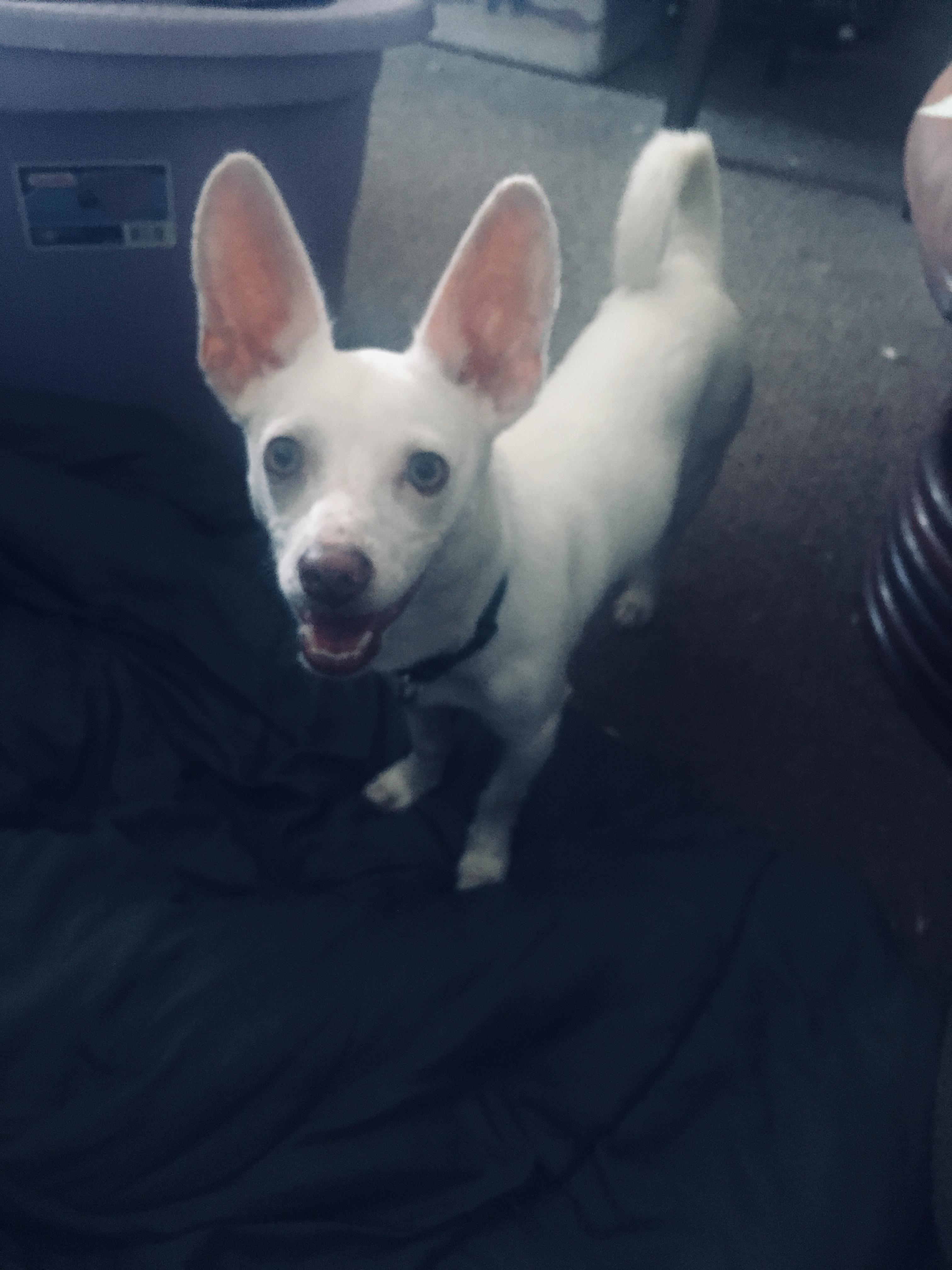 Enlarge Toto, an adopted Chihuahua in Pittsburg, CA image 1/2