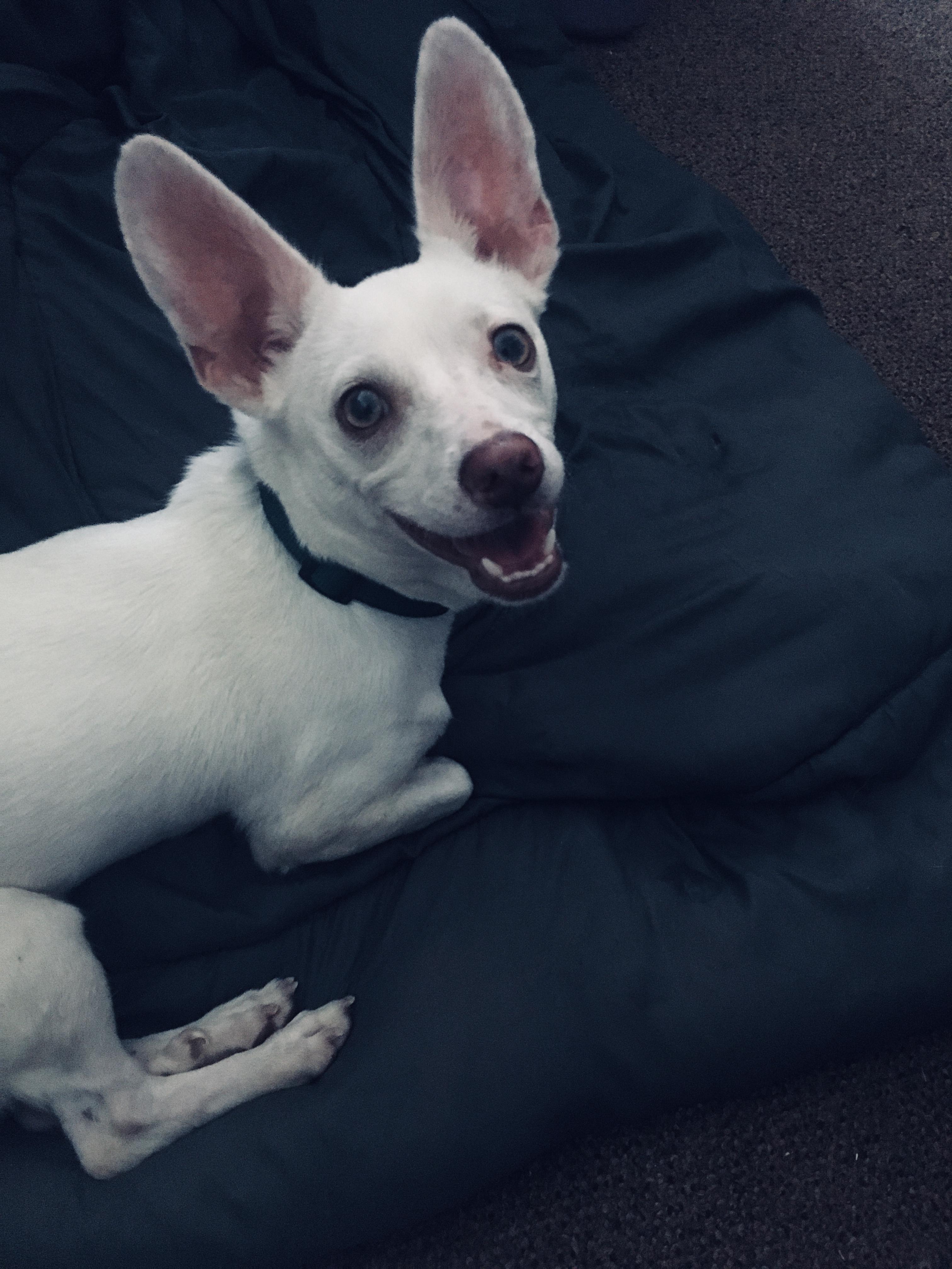 Enlarge Toto, an adopted Chihuahua in Pittsburg, CA image 2/2