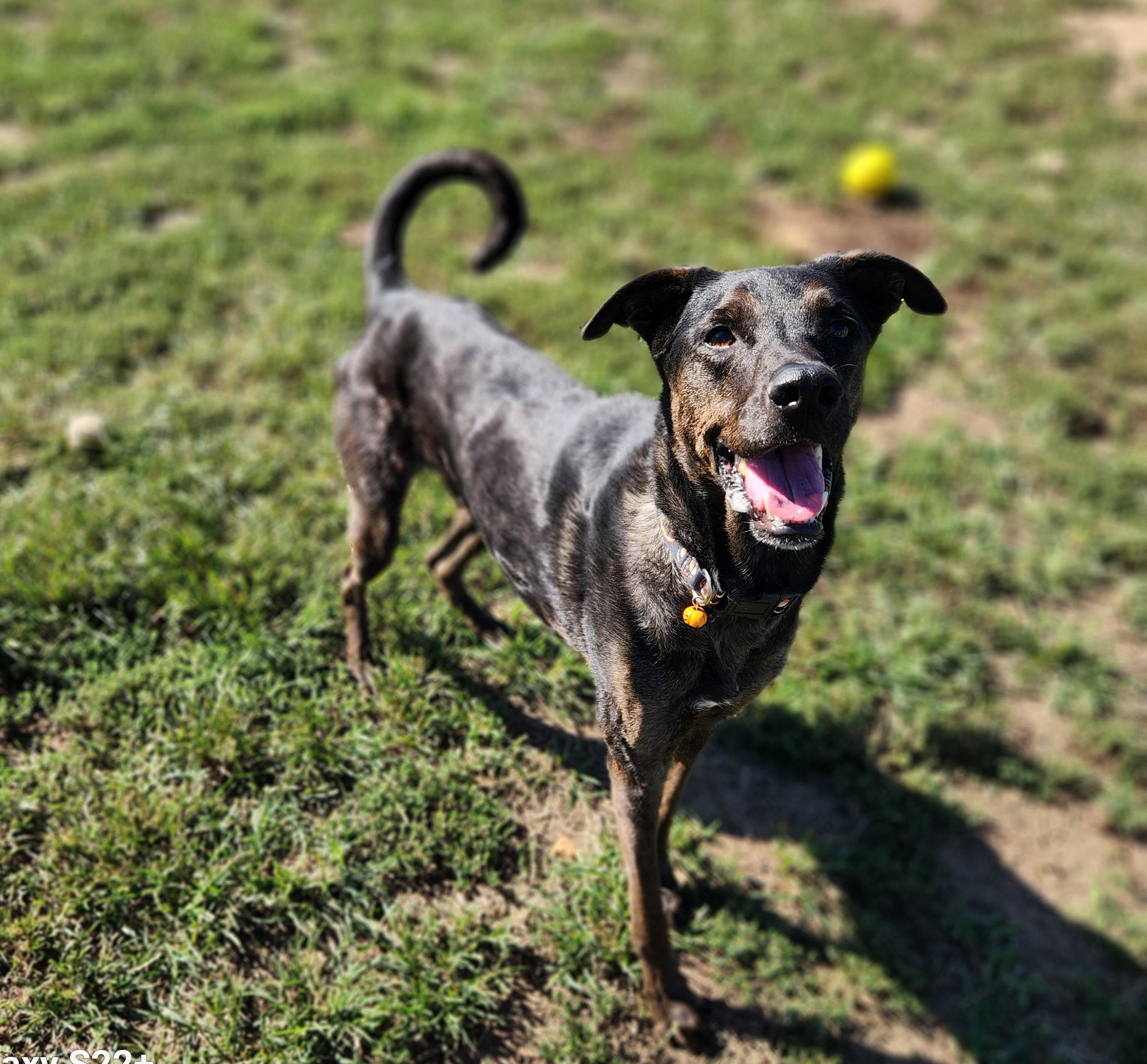 Enlarge Paxton, a Adoptable mixed breed in Siloam Springs, AR image 2/6