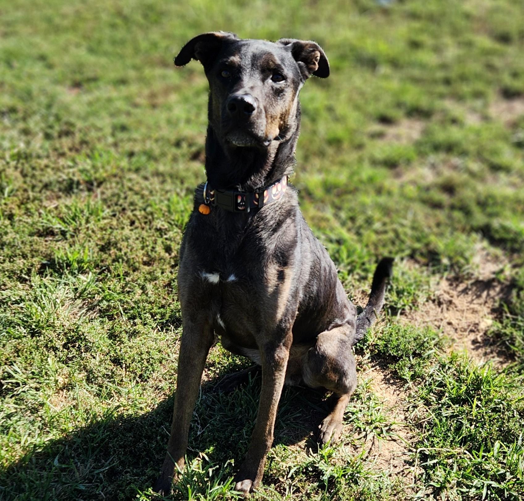 Enlarge Paxton, a Adoptable mixed breed in Siloam Springs, AR image 3/6