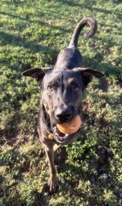 Paxton, Adoptable, Adult Male Plott Hound.