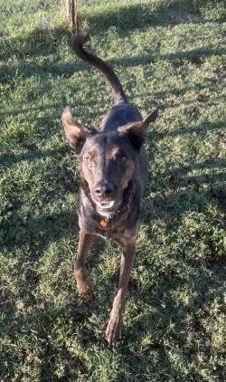 Enlarge Paxton, a Adoptable mixed breed in Siloam Springs, AR image 5/6