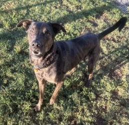 Enlarge Paxton, a Adoptable mixed breed in Siloam Springs, AR image 4/6