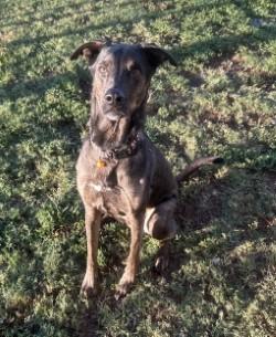 Enlarge Paxton, a Adoptable mixed breed in Siloam Springs, AR image 6/6