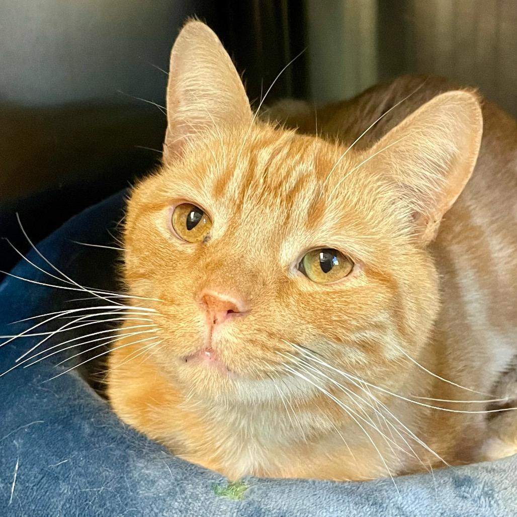 Enlarge Charlie, a Adoptable Domestic Short Hair in Columbia Station, OH image 1/5