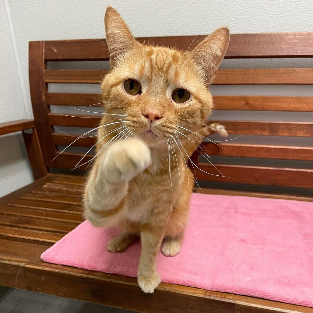 Enlarge Charlie, a Adoptable Domestic Short Hair in Columbia Station, OH image 2/5