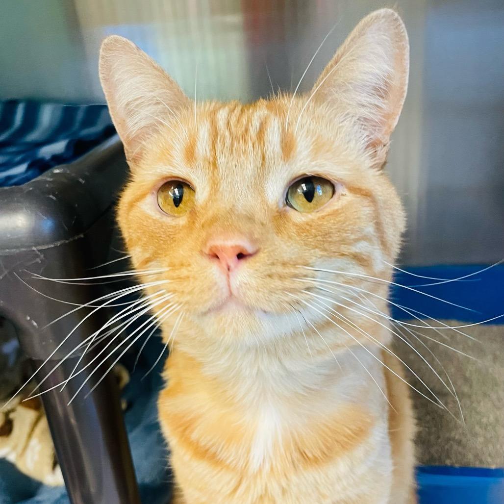 Enlarge Charlie, a Adoptable Domestic Short Hair in Columbia Station, OH image 3/5