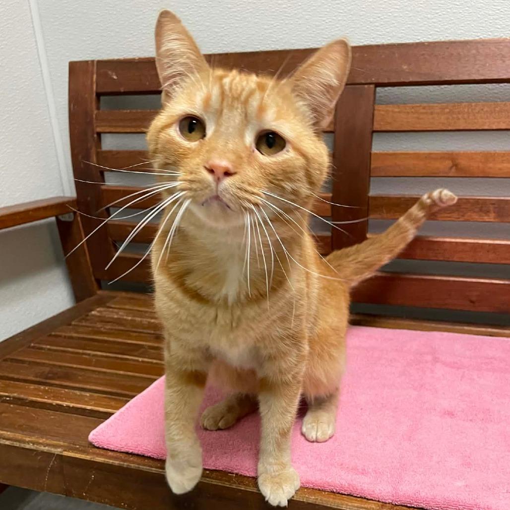 Enlarge Charlie, a Adoptable Domestic Short Hair in Columbia Station, OH image 4/5