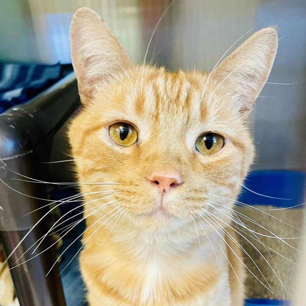 Enlarge Charlie, a Adoptable Domestic Short Hair in Columbia Station, OH image 5/5