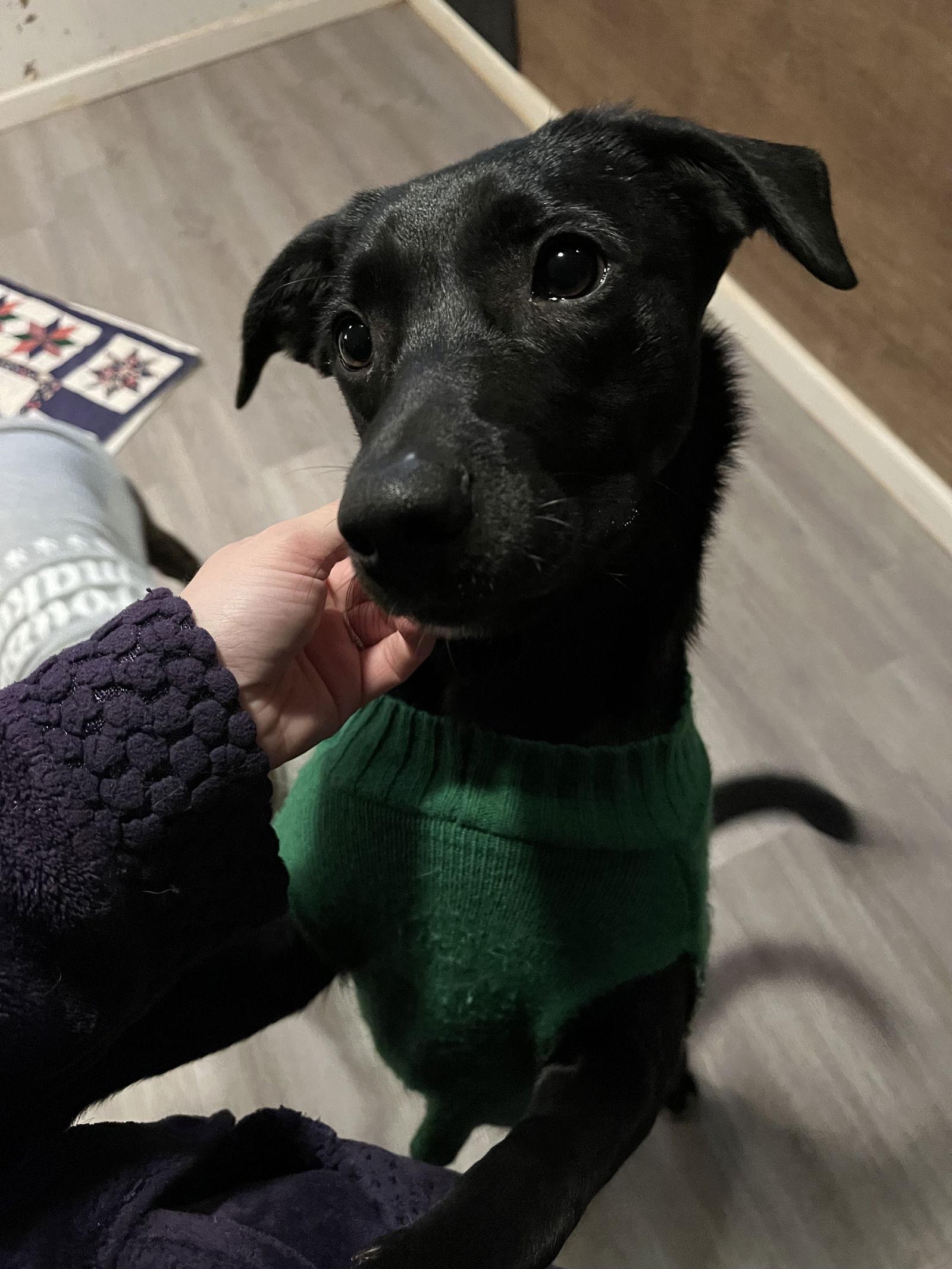 Herbie, Adoptable, Adult Male Labrador Retriever.