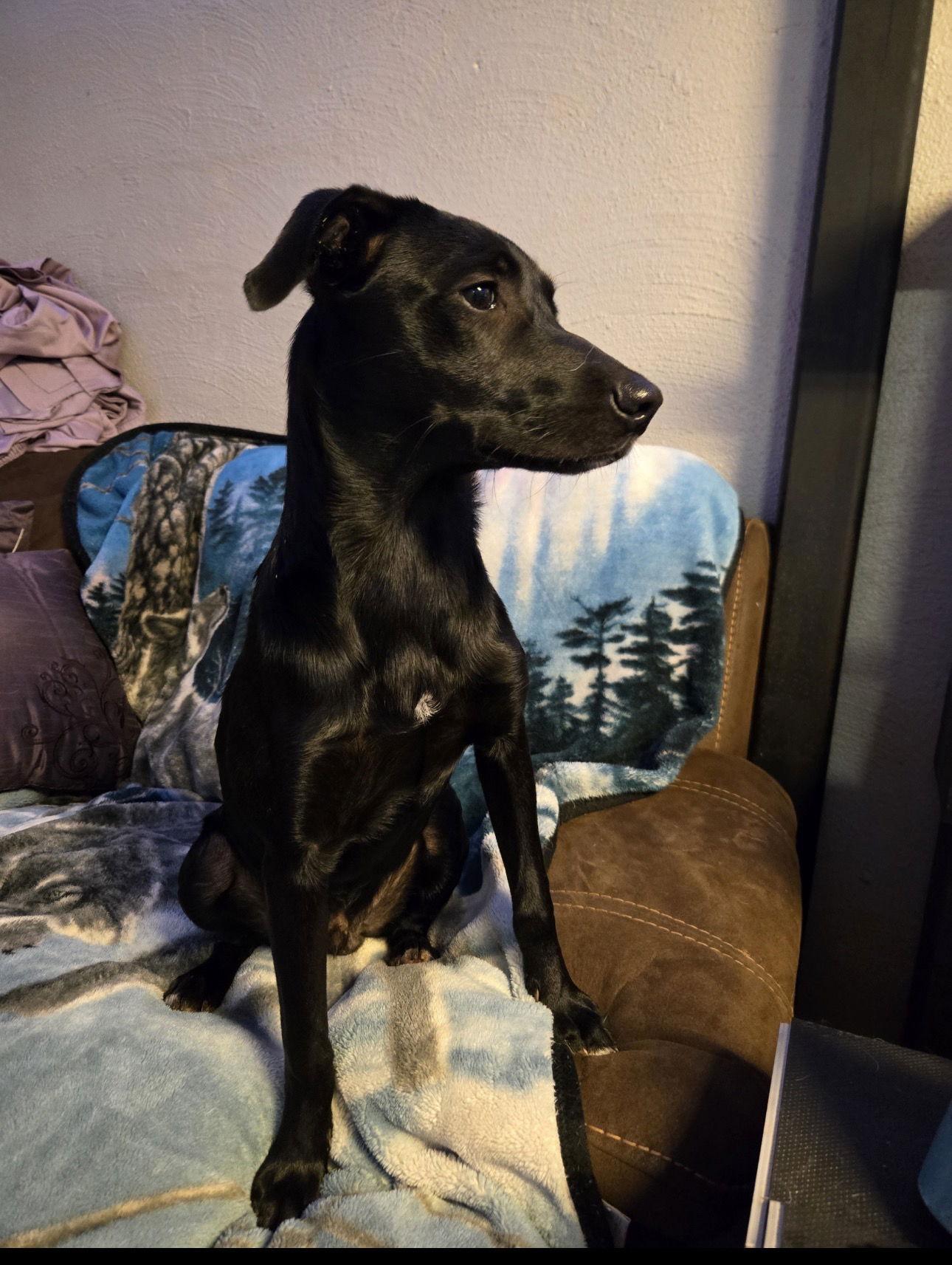Enlarge Herbie, a Adoptable Labrador Retriever in Ball Ground, GA image 2/3