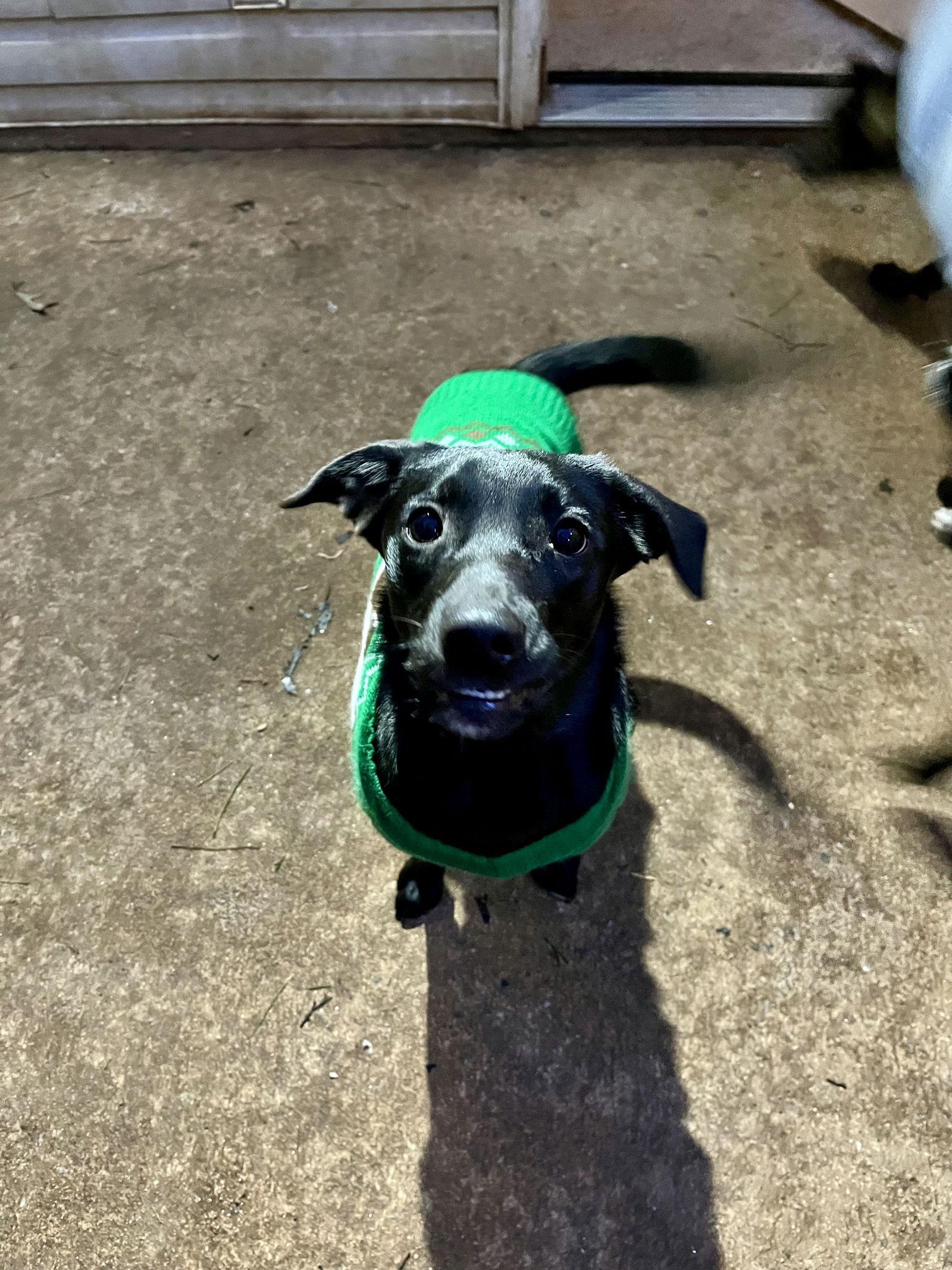 Enlarge Herbie, a Adoptable Labrador Retriever in Ball Ground, GA image 3/3