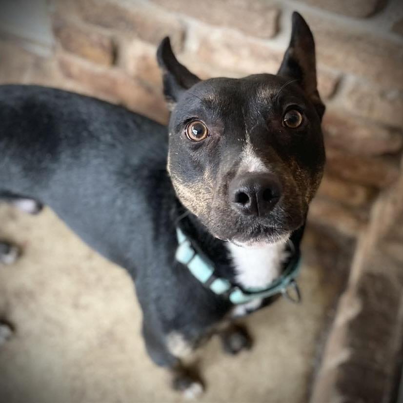 Little Toby (20250606-06)