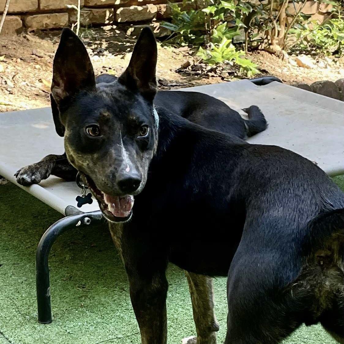 Little Toby (20250606-06) — thumbnail 2