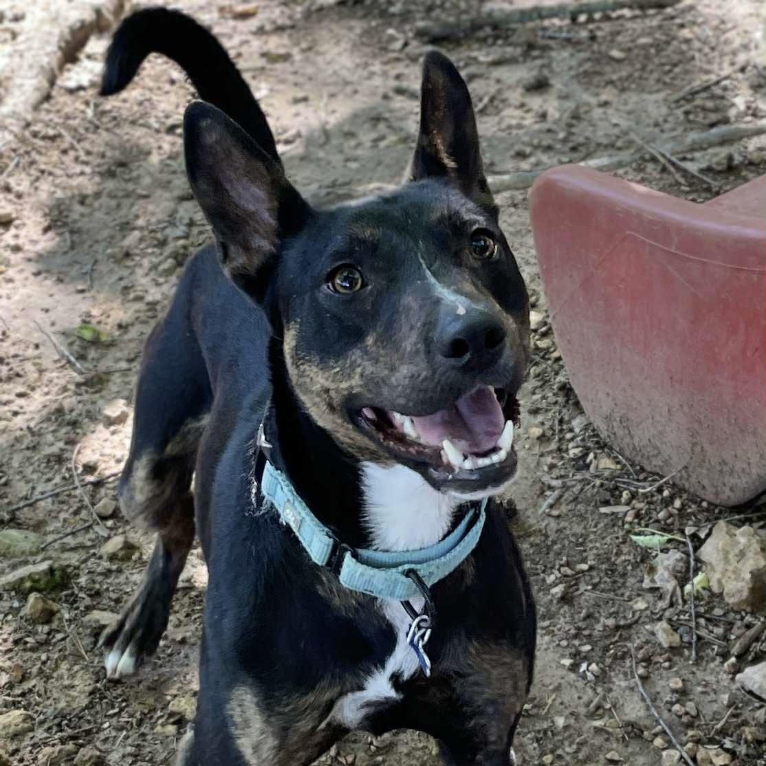 Little Toby (20250606-06) — thumbnail 3