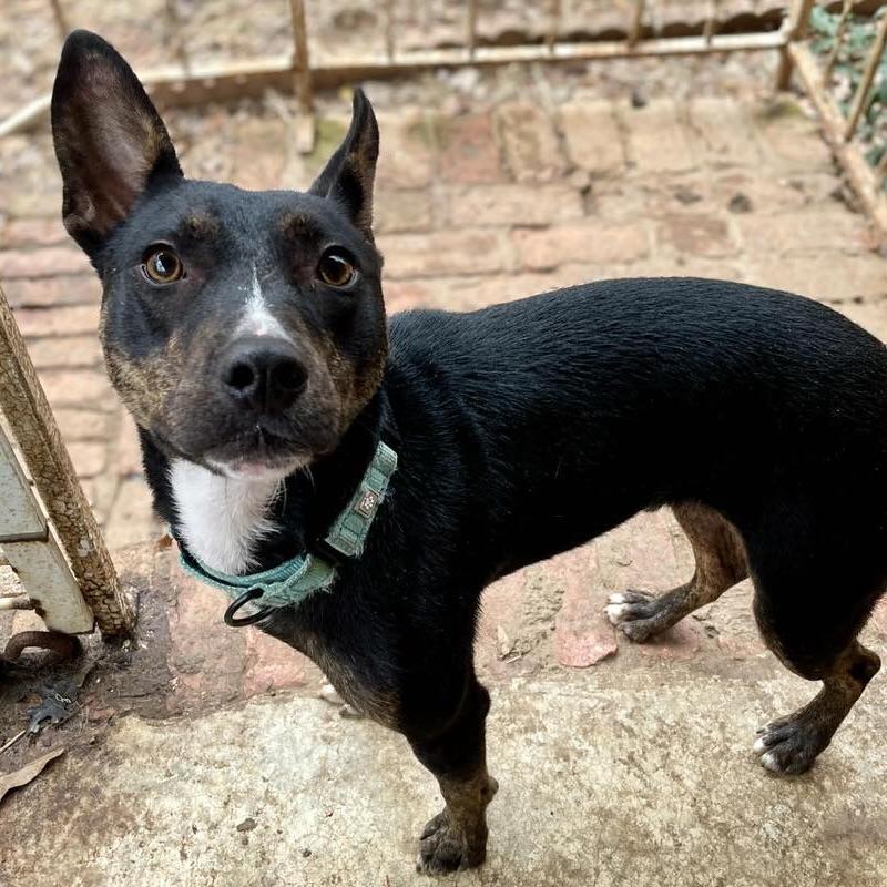 Little Toby (20250606-06) — thumbnail 4