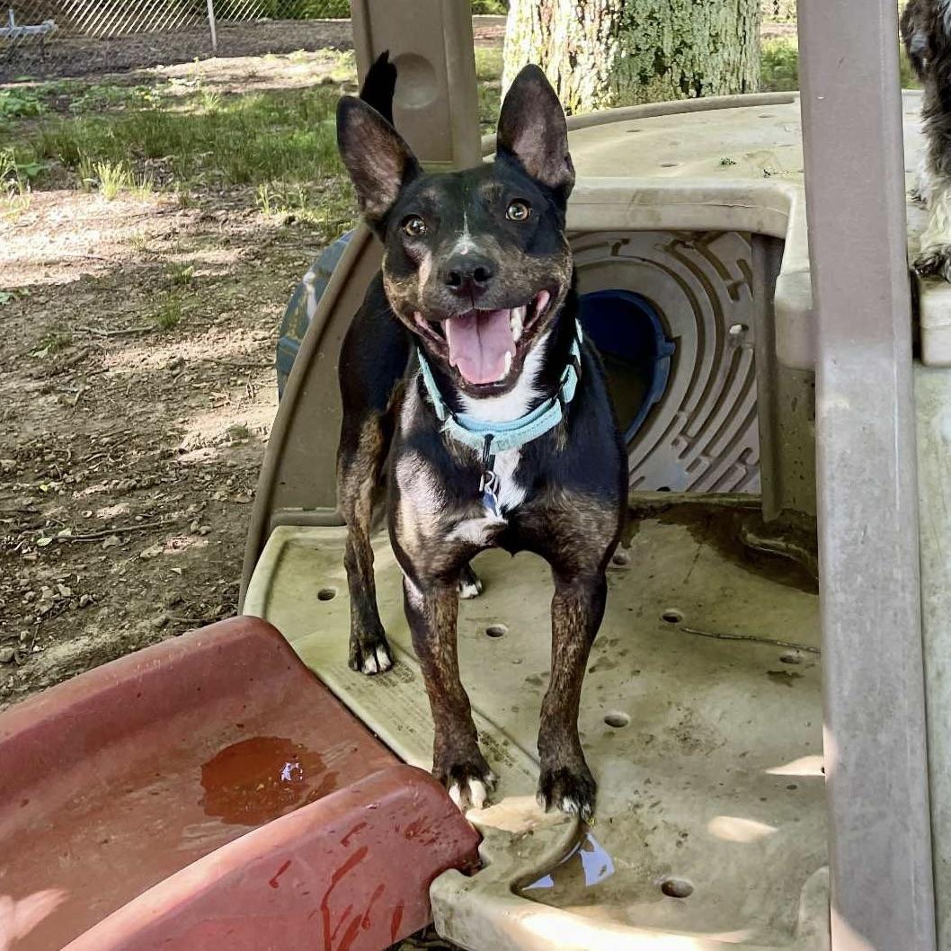 Little Toby (20250606-06) — thumbnail 5