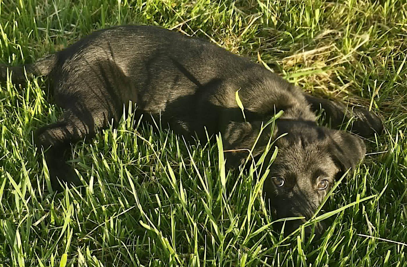 Axel, a ADOPTABLE mixed breed in Bedford, VA image 4/5