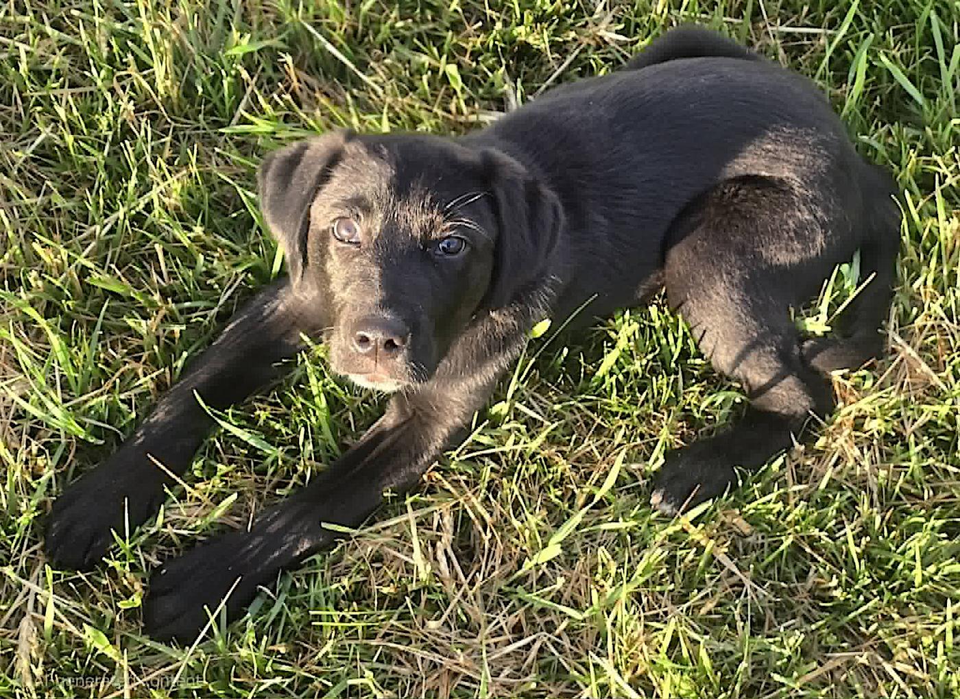 Axel, a ADOPTABLE mixed breed in Bedford, VA image 2/5