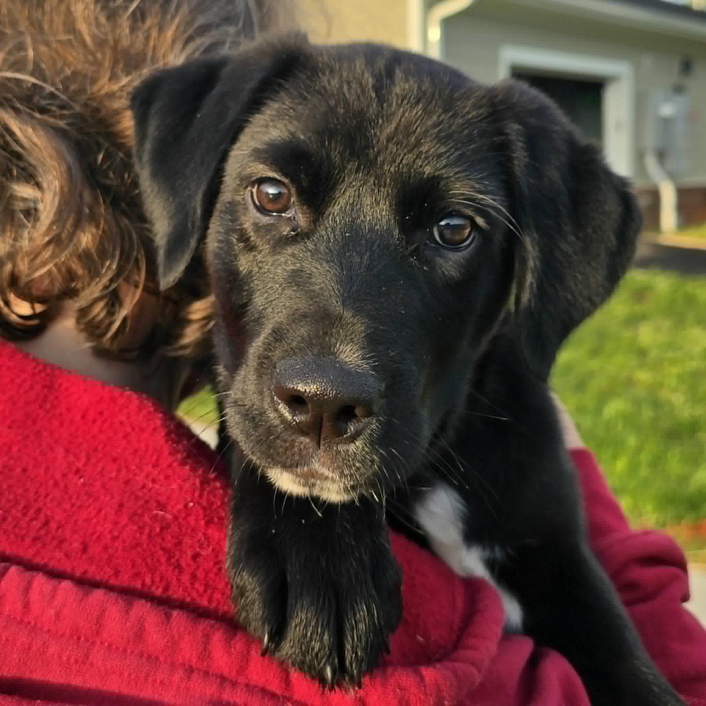 Axel, ADOPTABLE, Puppy Male Labrador Retriever & Golden Retriever.