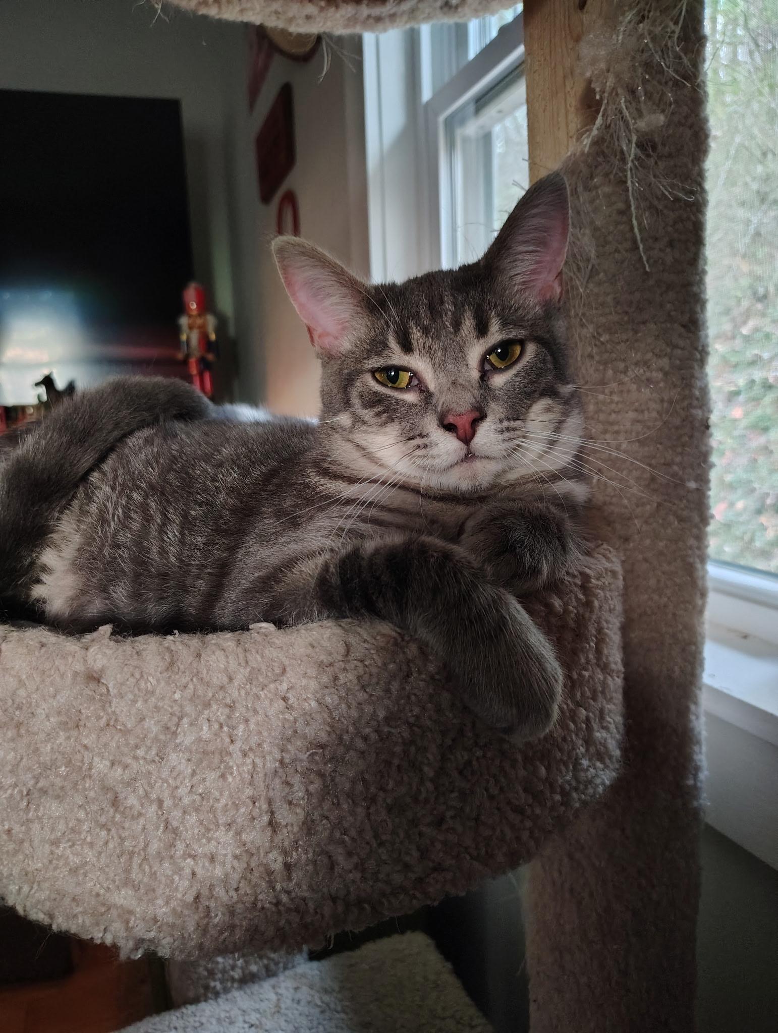 Brock, ADOPTABLE, Young Male Domestic Short Hair.