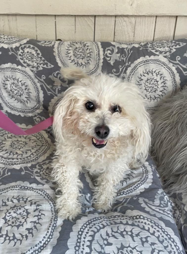 Grandma Mavis, a Adoptable mixed breed in Fort Worth, TX image 1/2