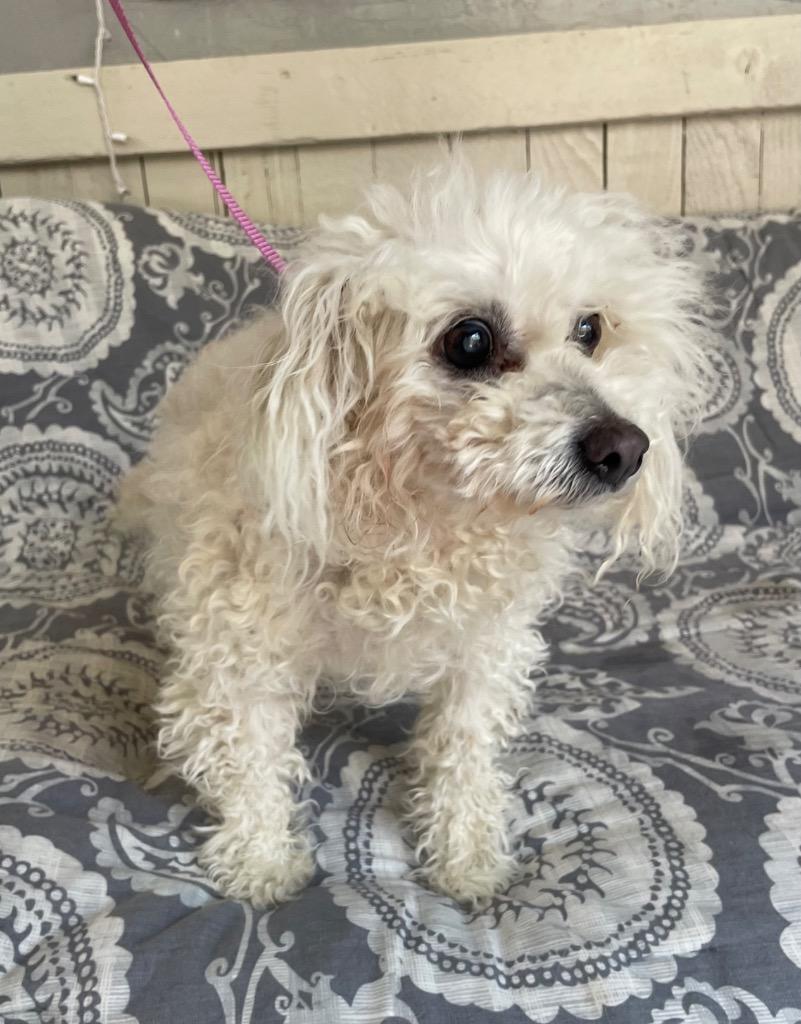 Grandma Mavis, a Adoptable mixed breed in Fort Worth, TX image 2/2