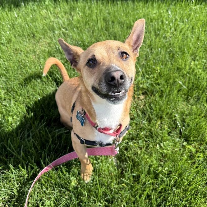 Jepp, Adoptable, Adult Male Rat Terrier.