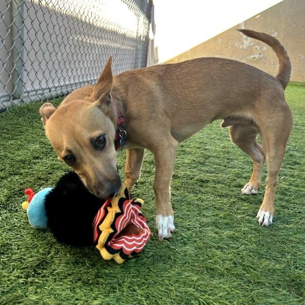 Jepp, Adoptable, Adult Male Rat Terrier.