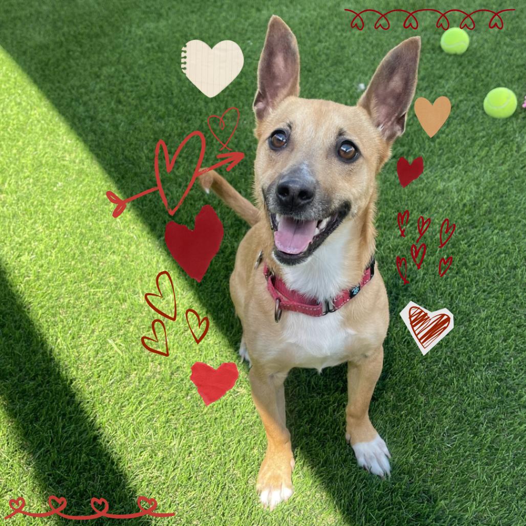 Enlarge Jepp, a Adoptable mixed breed in Tempe, AZ image 3/6