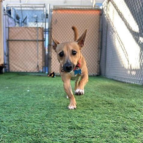 Jepp, a Adoptable mixed breed in Tempe, AZ image 6/6