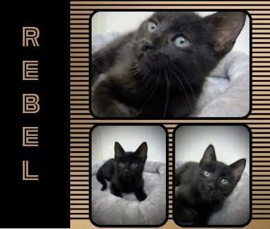 Enlarge Rebel, a Adoptable Domestic Short Hair in Midlothian, TX image 1/1