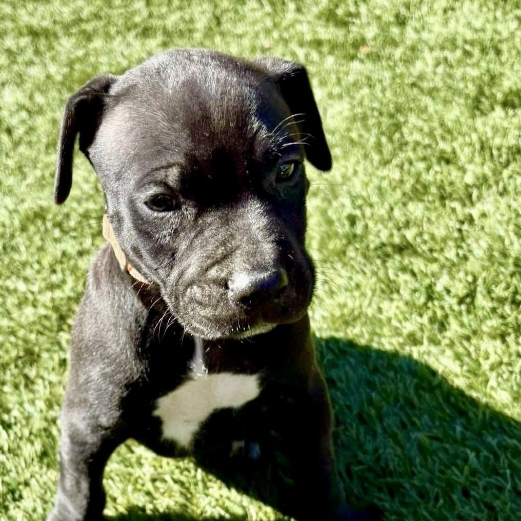 Enlarge Peter, a Adopted mixed breed in Milford, MA image 1/3