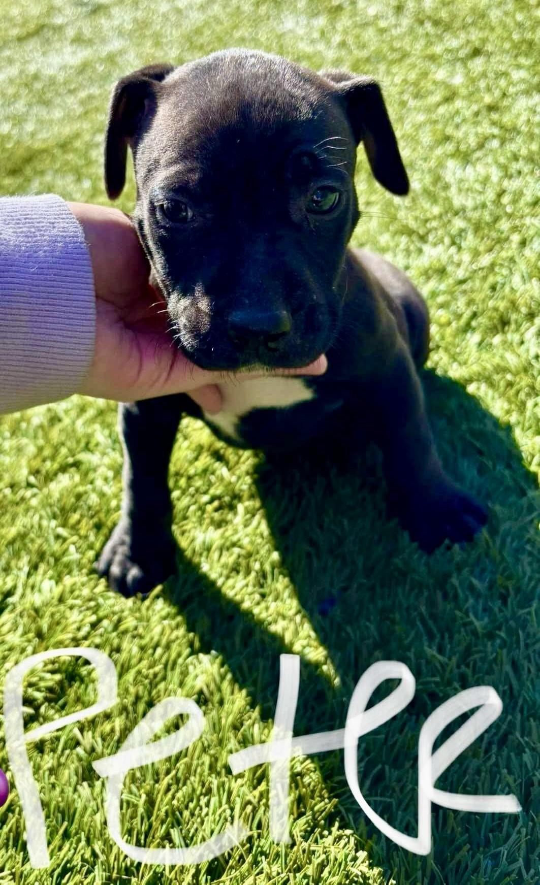 Enlarge Peter, a Adopted mixed breed in Milford, MA image 2/3